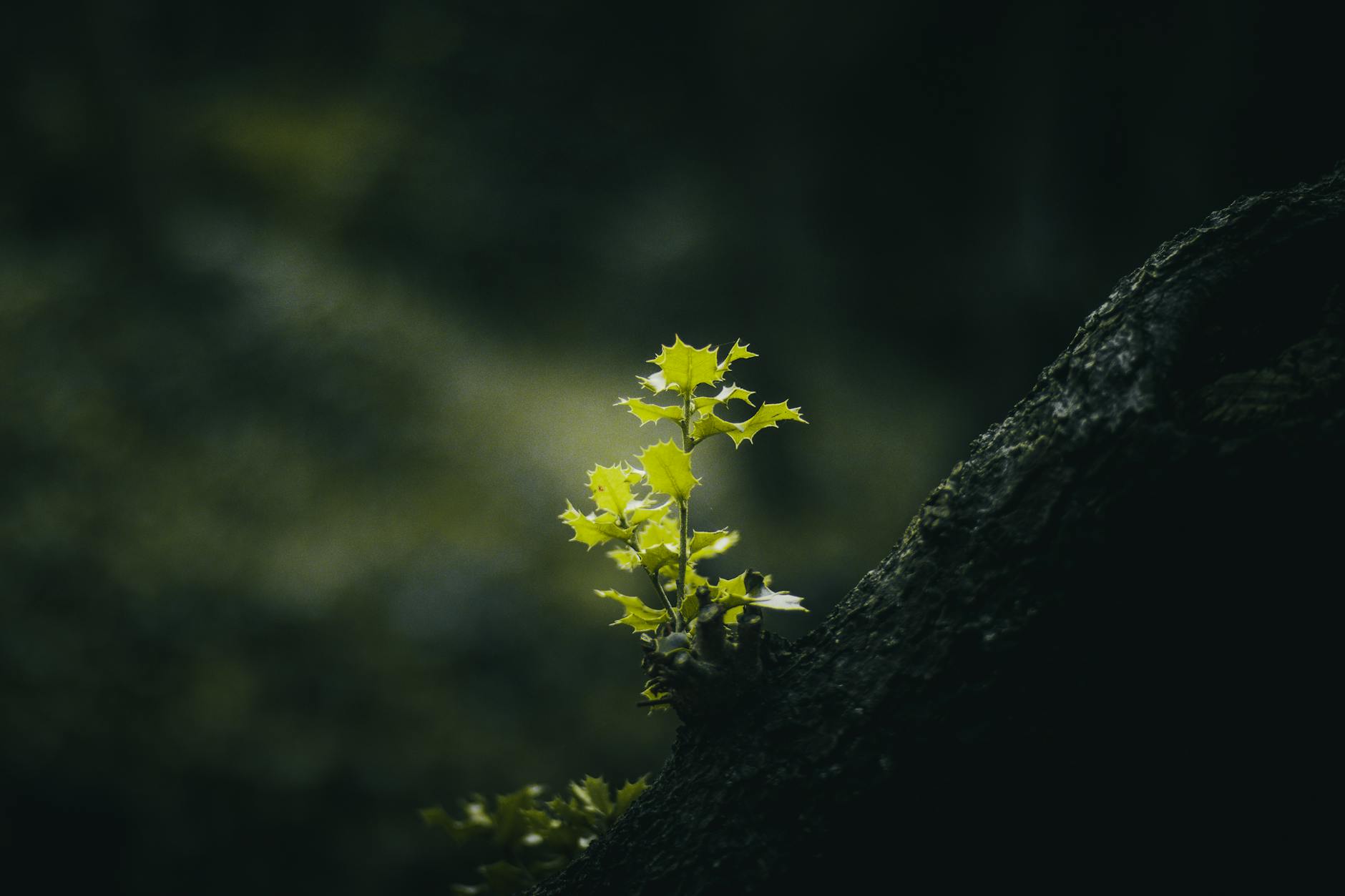 young green plant growing on dark tree trunk